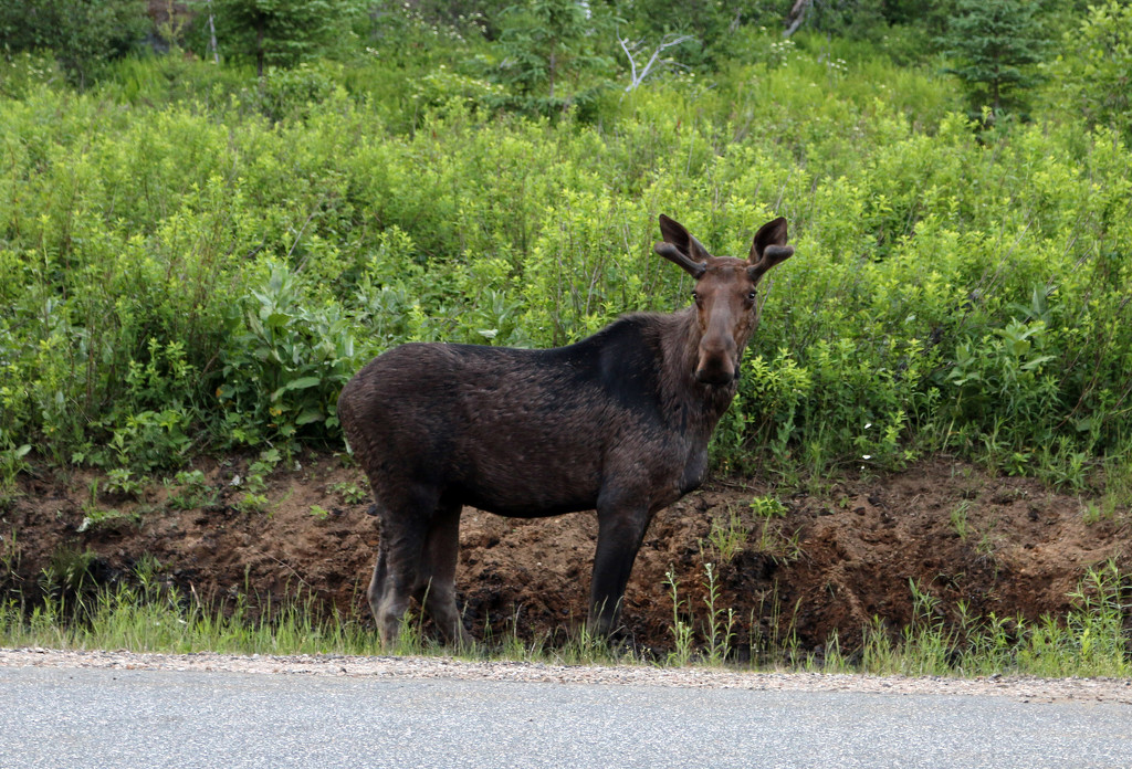 Young male moose in Algonquin Park. by hellie