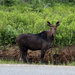 Young male moose in Algonquin Park. by hellie