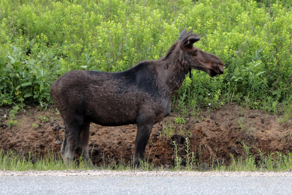 Young male moose. by hellie