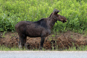 19th Jun 2016 - Young male moose.