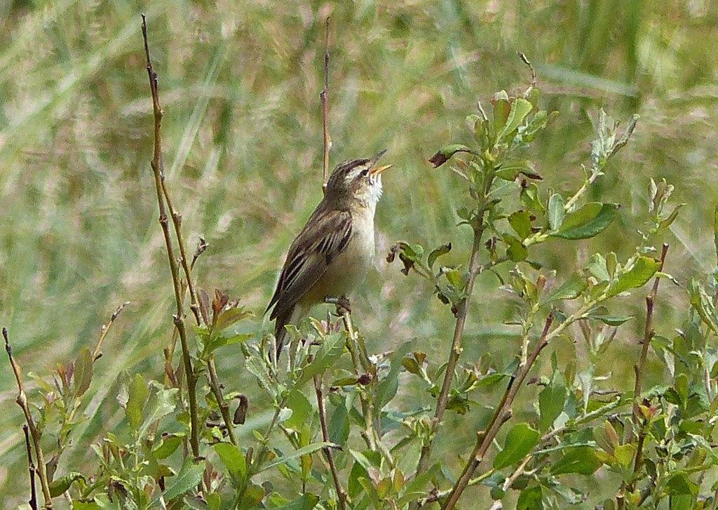 Warbling Sedge Warbler  by susiemc