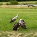 Vultures by gillian1912