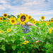 Rockin With The Sunflowers  by lesip