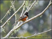 15th Jul 2016 - Spotting a Spotted Towhee