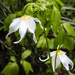 Alpine Lilies  by jgpittenger