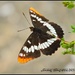 Float like a Butterfly... by soylentgreenpics