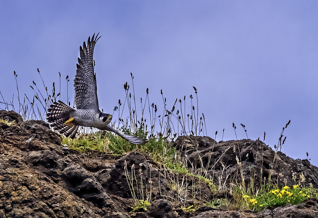Female Peregrine Falcon Taking a Break from the Eyrie by jgpittenger