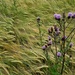 Thistle by lucien