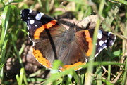 16th Jul 2016 - The Red Admiral