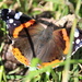 The Red Admiral by lucien
