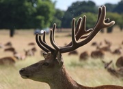 5th Jul 2016 - A Fine Pair of Antlers