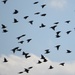 Starlings by oldjosh