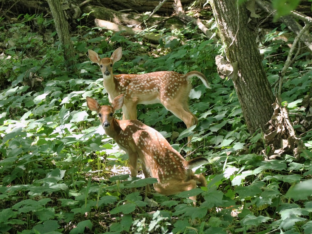 Fawns at Fernwood  by susanharvey