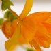 Orange Begonia by radiogirl