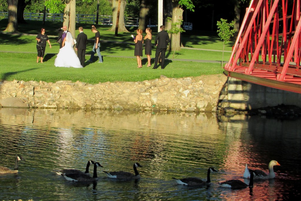 Wedding pictures at the park by tunia