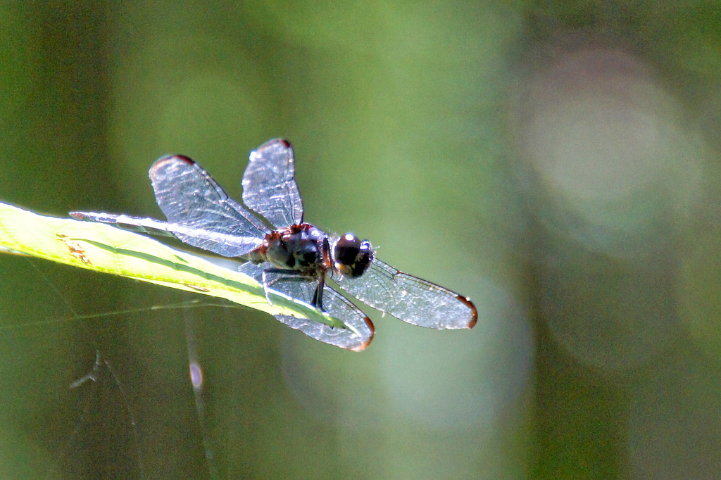 Dragonfly by danette