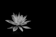 16th Jul 2016 - Mary Ann's water lily