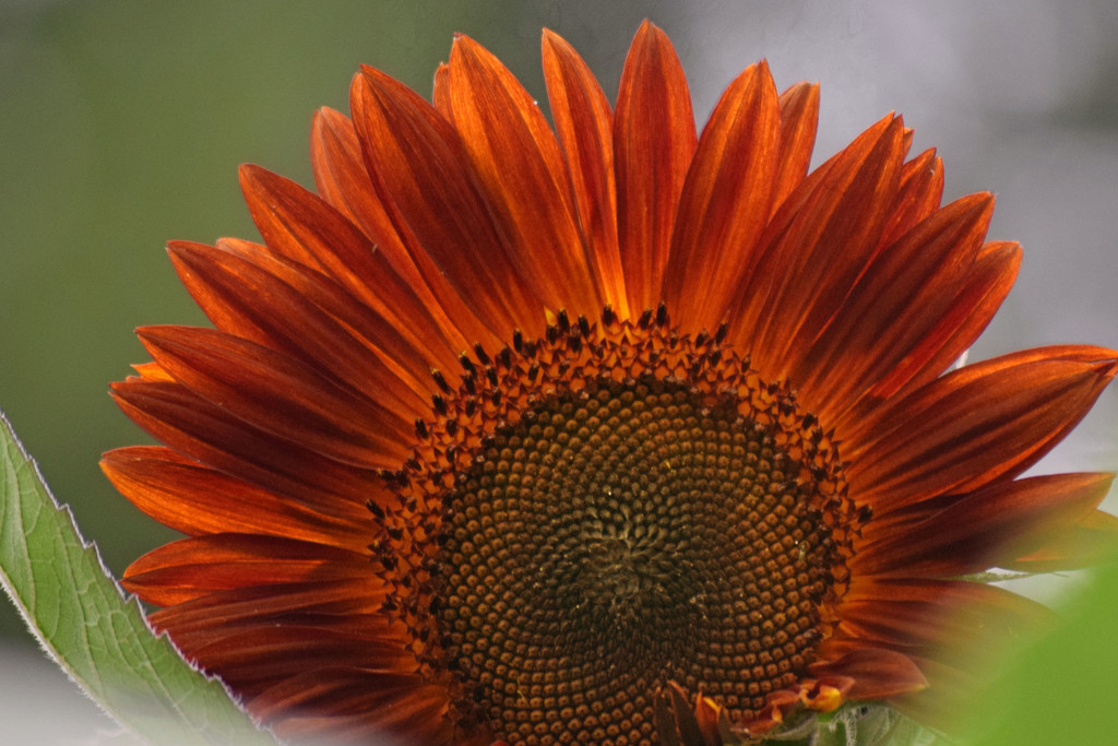 Dark Sunflower by dsp2