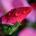 dew on winter rose bud by dianeburns