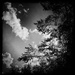 B&W sky and tree by jeffjones