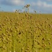 Flax by parisouailleurs