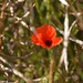 Poppy in colza field by parisouailleurs