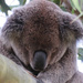 zzzzzzzzzzz by koalagardens