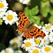 Comma Butterfly. by wendyfrost