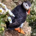 Puffin. by gamelee
