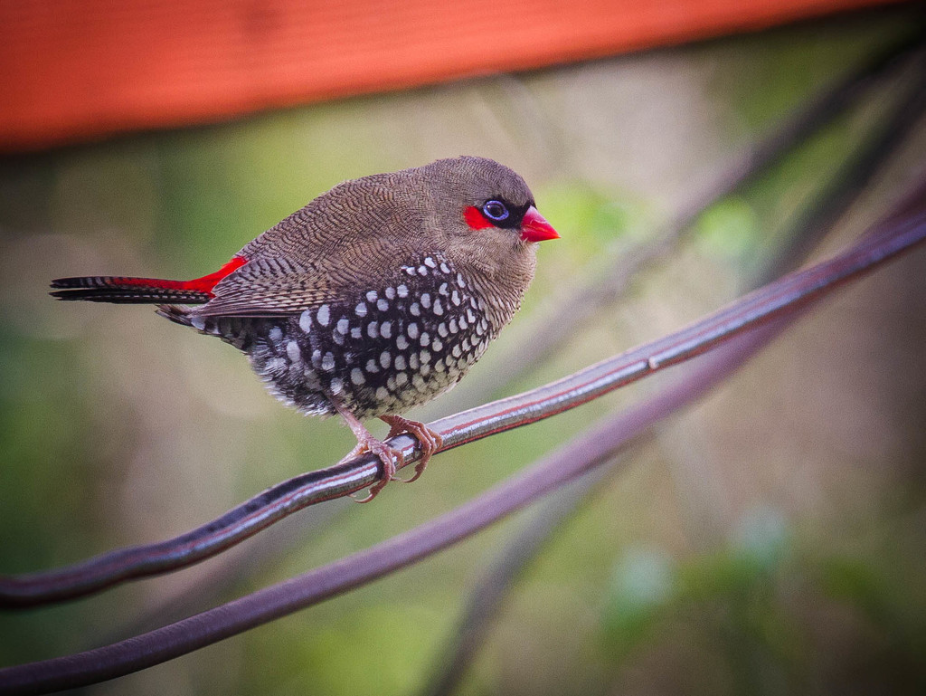 Red-Eared Firetail Finch by jodies