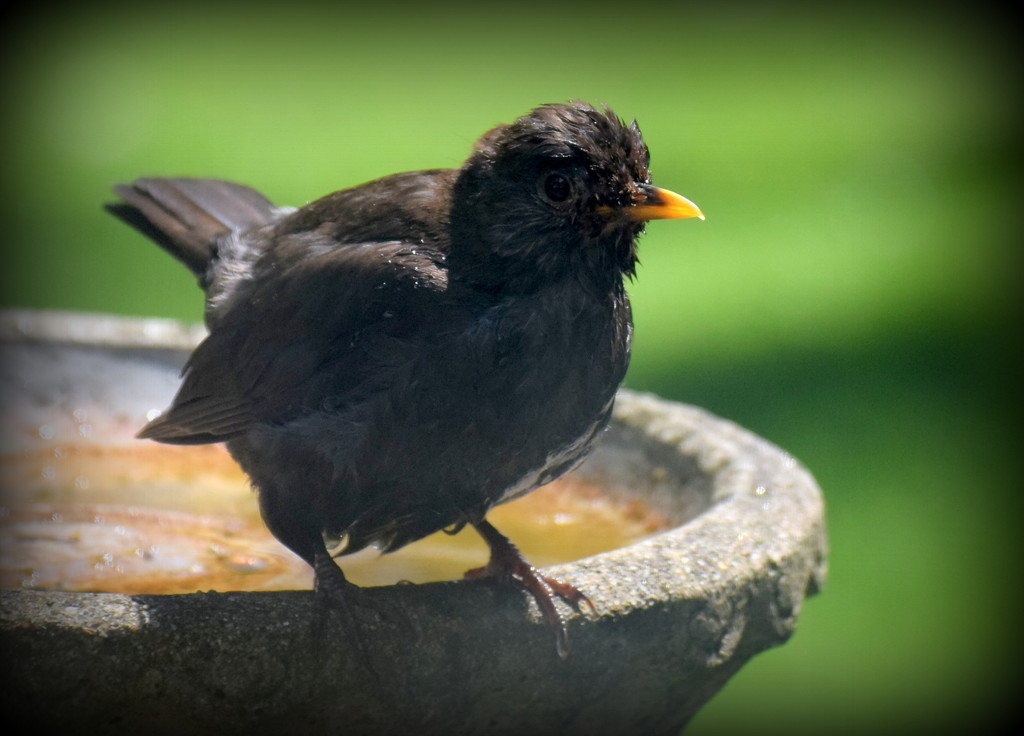 Bathing young blackbird by rosiekind