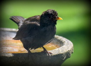 17th Jul 2016 - Bathing young blackbird