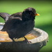 Bathing young blackbird by rosiekind