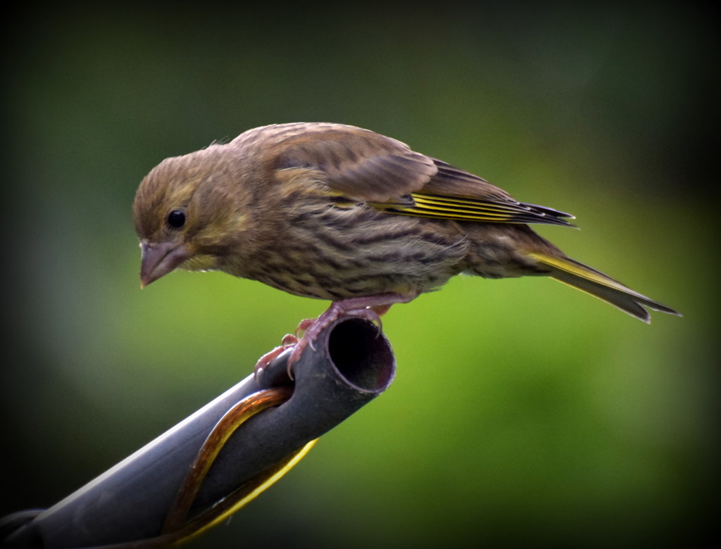 Young siskin by rosiekind