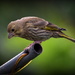 Young siskin by rosiekind