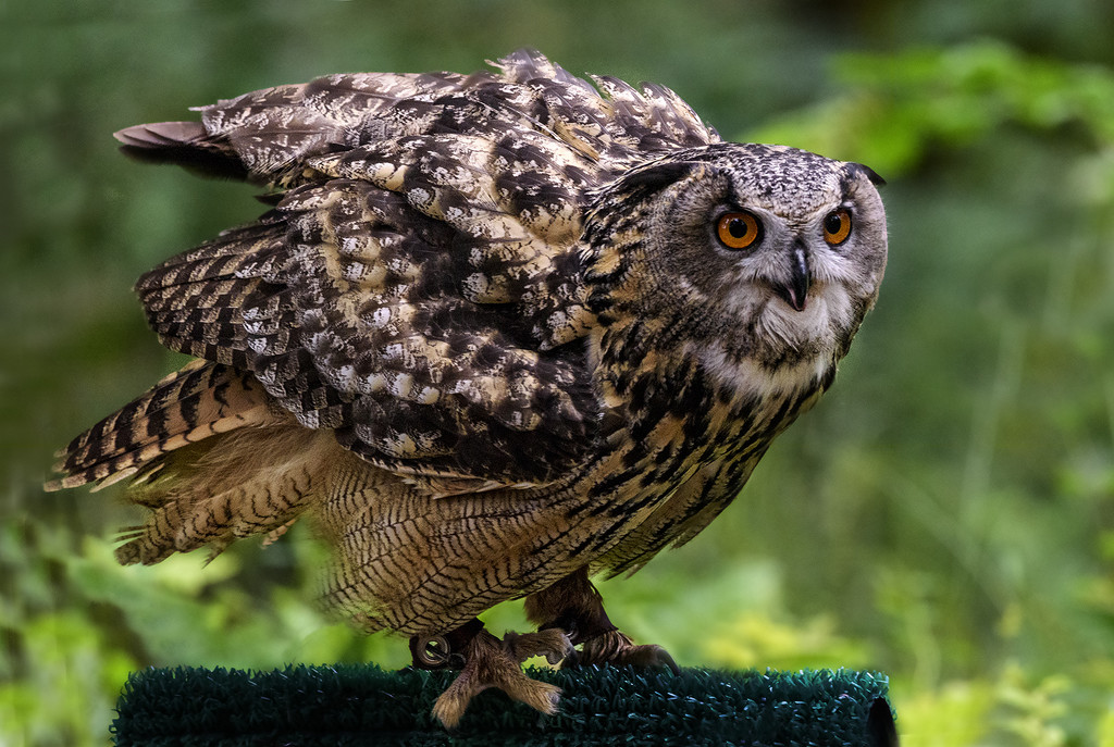 Eagle Owl  by jgpittenger