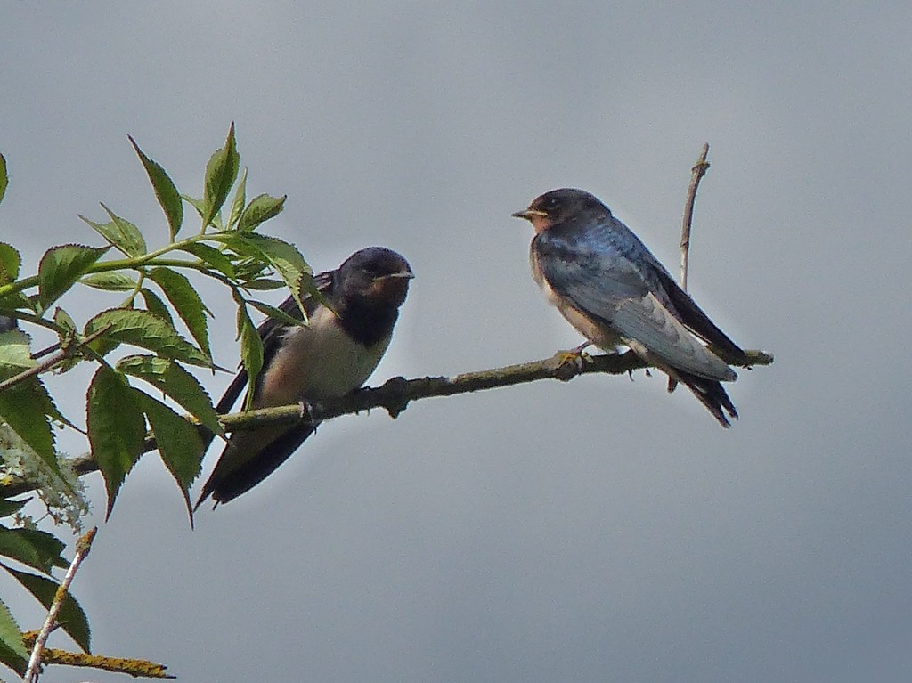  Juvenile Swallows  by susiemc