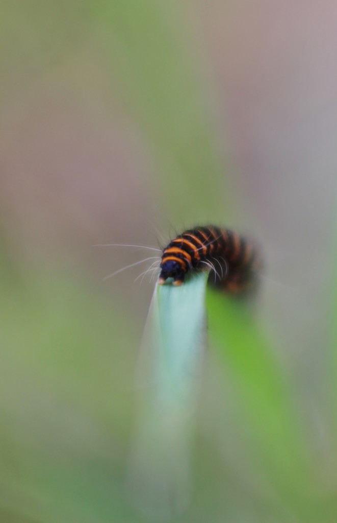 Caterpillar and Grass by motherjane