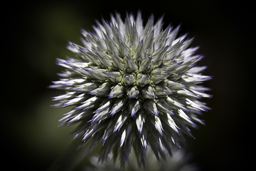 Echinops by megpicatilly