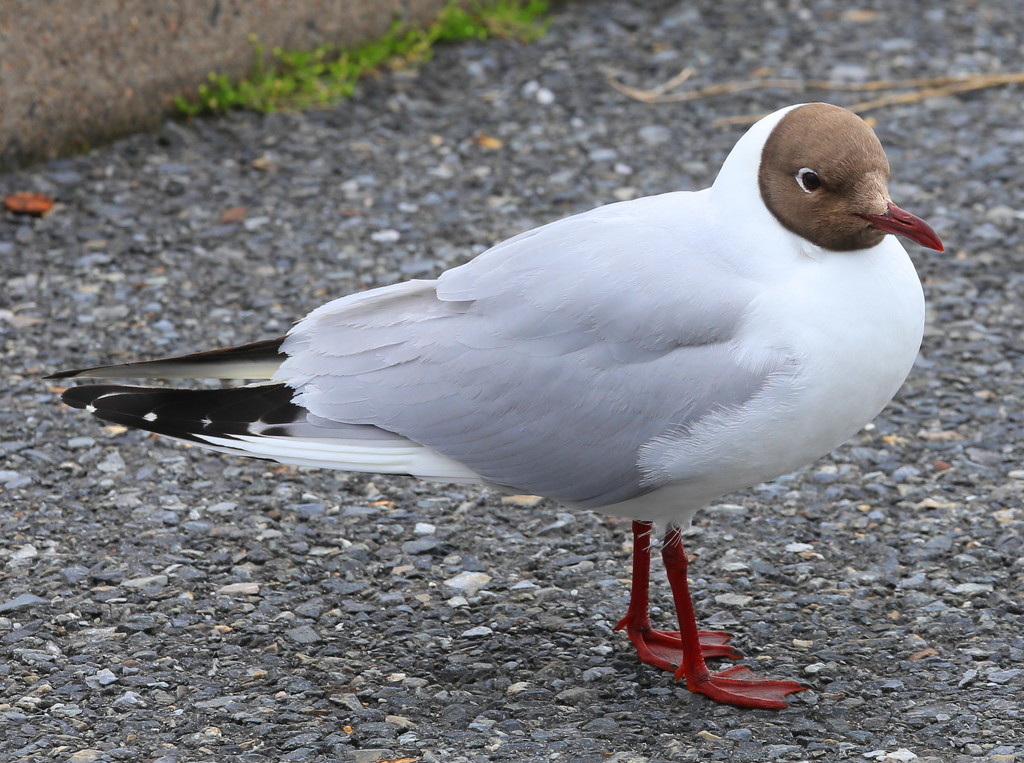 Black Headed Gull by lifeat60degrees