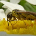 Mmmm pollen... yum yum by rubyshepherd