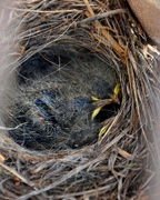 17th Jul 2016 - Wagtail Chicks