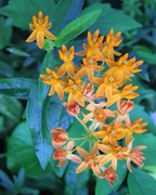 17th Jul 2016 - Butterfly Weed