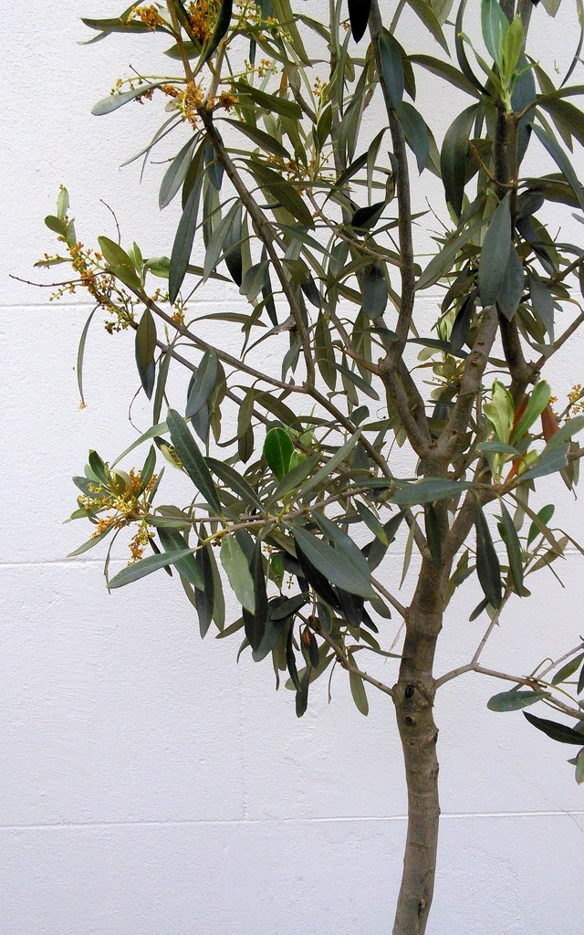 O is for olive tree by boxplayer