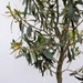O is for olive tree by boxplayer