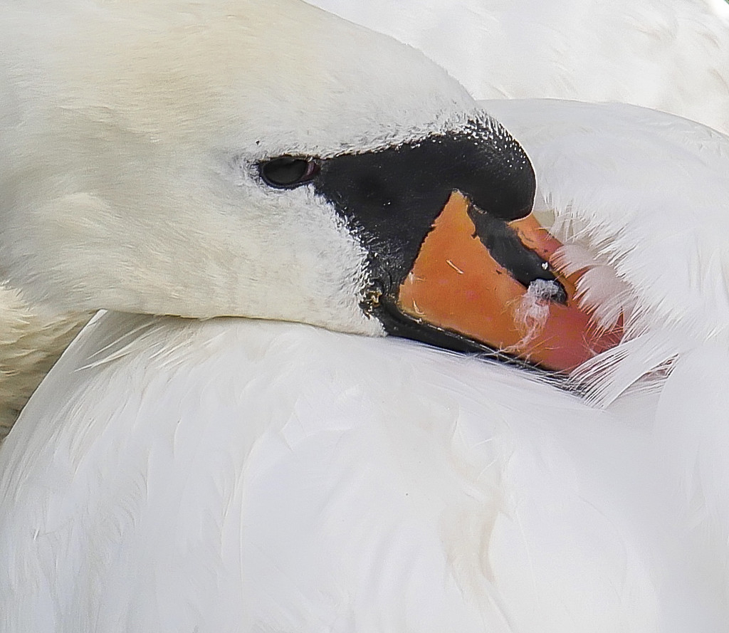Awoken Swan by tonygig