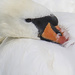 Awoken Swan by tonygig