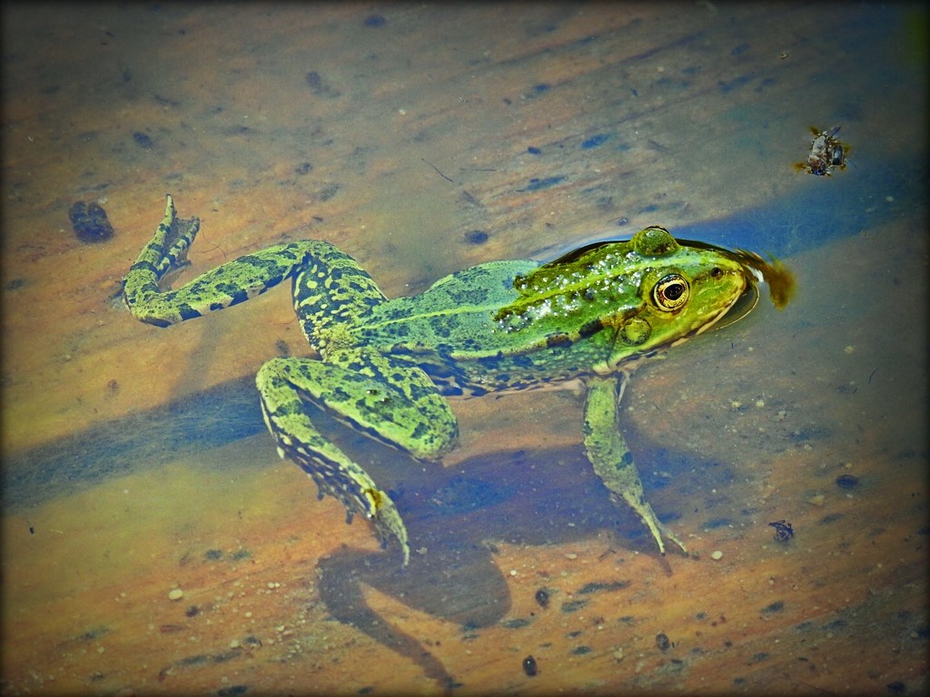 Frog by yorkshirekiwi