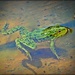 Frog by yorkshirekiwi