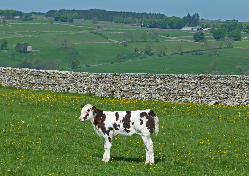 young calf by shirleybankfarm